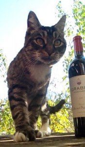 i can has wine?!